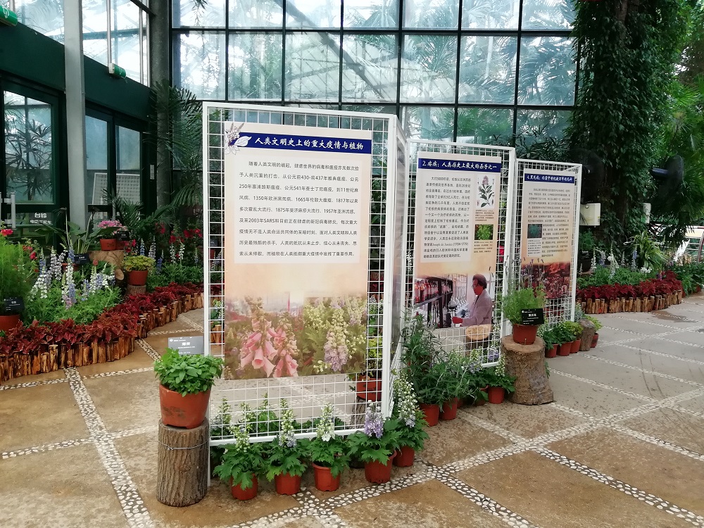 2020年5-6月，华南植物园举办“人类文明史上的重大疫情与植物展”.jpg
