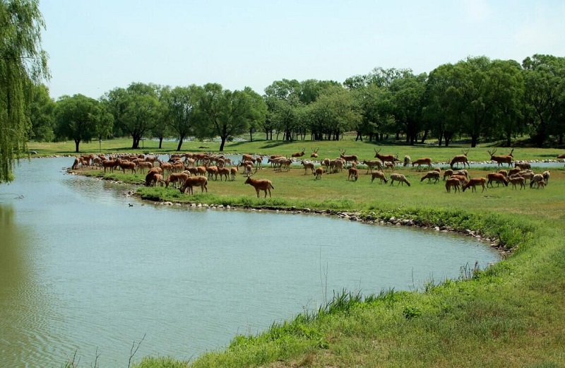 麋鹿港湾.jpg 麋鹿港湾.jpg