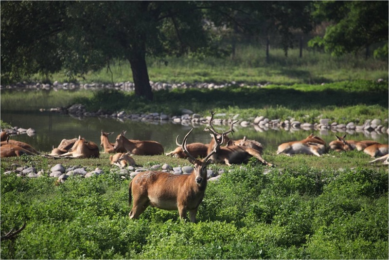 麋鹿与湿地.jpg 麋鹿与湿地.jpg