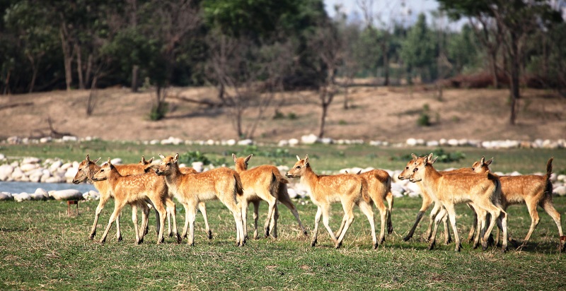 小麋鹿.jpg 小麋鹿.jpg