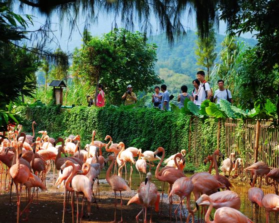 13火烈鸟(吴国顺).jpg 13火烈鸟(吴国顺).jpg