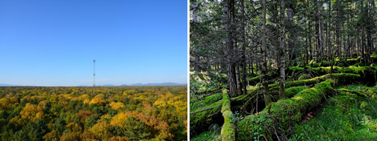 阔叶洪松林.png 阔叶洪松林.png