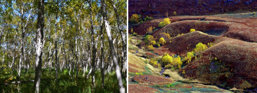 岳桦林.png 岳桦林.png