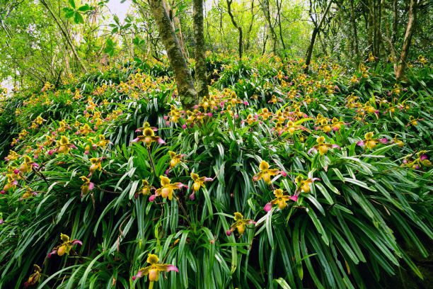 4带叶兜兰 (全球三大野生居群).jpg 4带叶兜兰 (全球三大野生居群).jpg