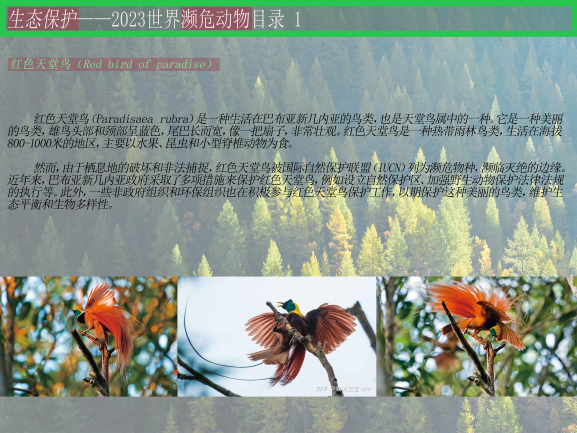 0202-2023濒危动物目录(王佳垚)(图文)1红色天堂鸟.png