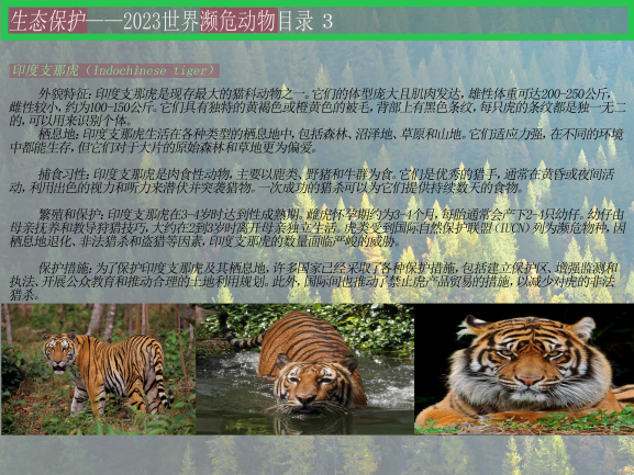 0202-2023濒危动物目录(王佳垚)(图文)3印度支那虎.png