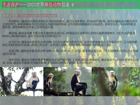 0202-2023濒危动物目录(王佳垚)(图文)4越南金丝猴.png