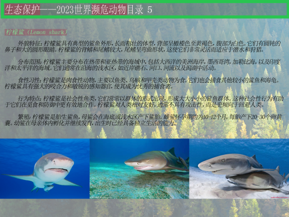 0202-2023濒危动物目录(王佳垚)(图文)5柠檬鲨.png