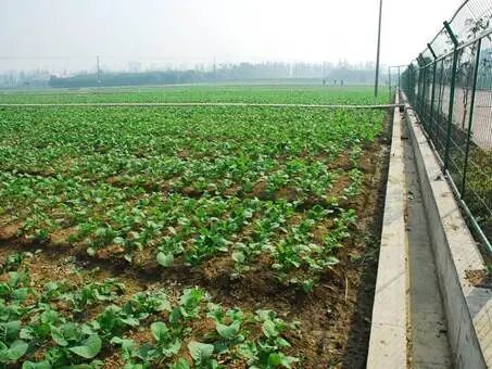 规模浩大的耘园油料试验科教区